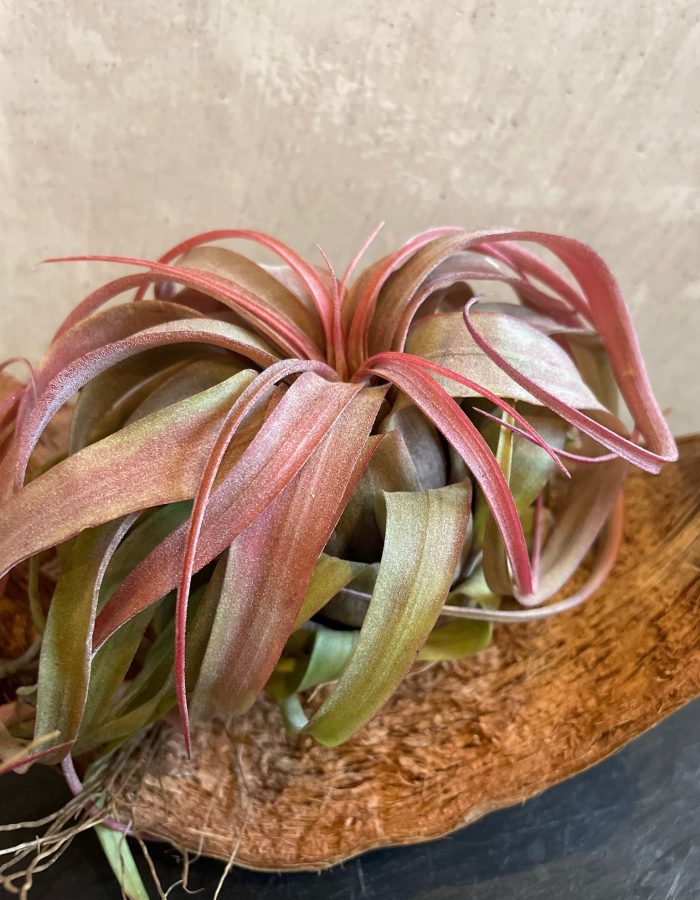 Tillandsia Eric Knobloch Rouge 15cm Premium