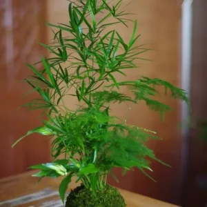 L’Asparagus en Kokedama : Une Alliance Végétale Pleine de Légèreté