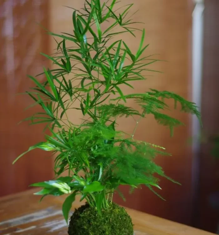 L’Asparagus en Kokedama : Une Alliance Végétale Pleine de Légèreté