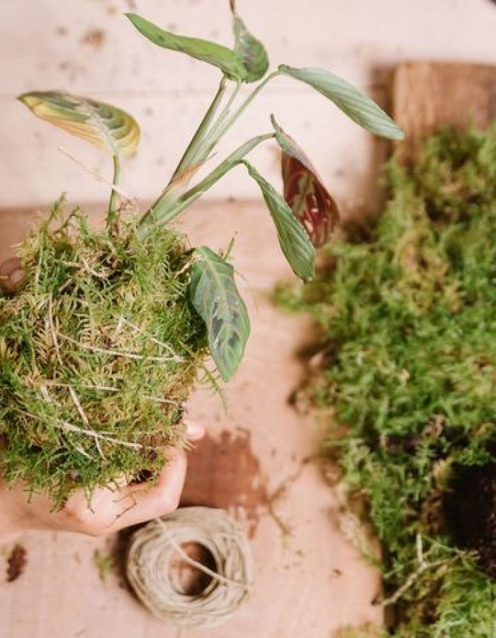 Mossi – Kit Kokedama DIY | Vegetalika Créations