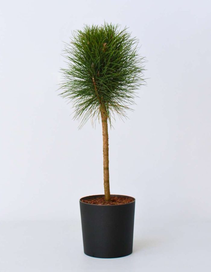 Pinus Summer Breeze – Pin nain