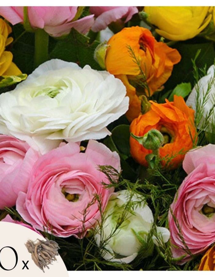 Renoncules – Mix de 80 –