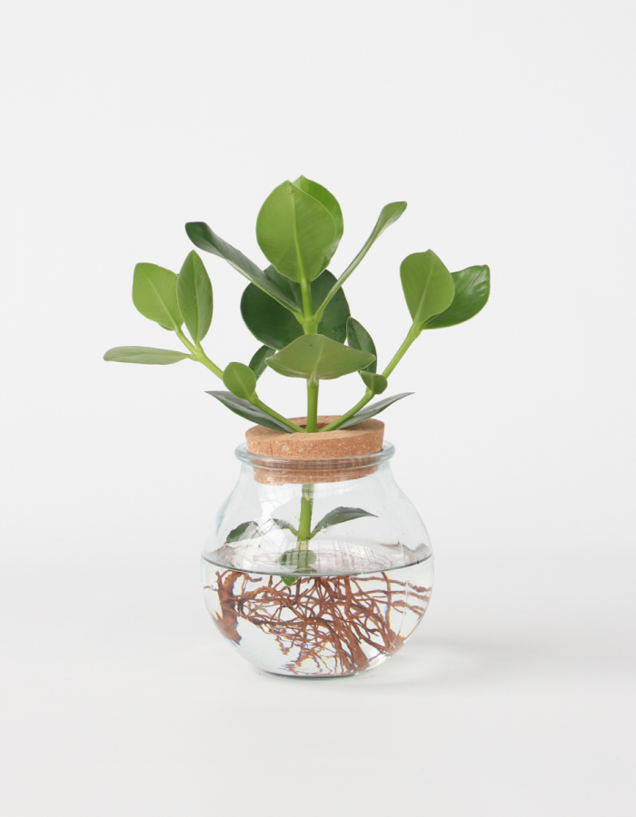 Clusia en verre – Hydroponie