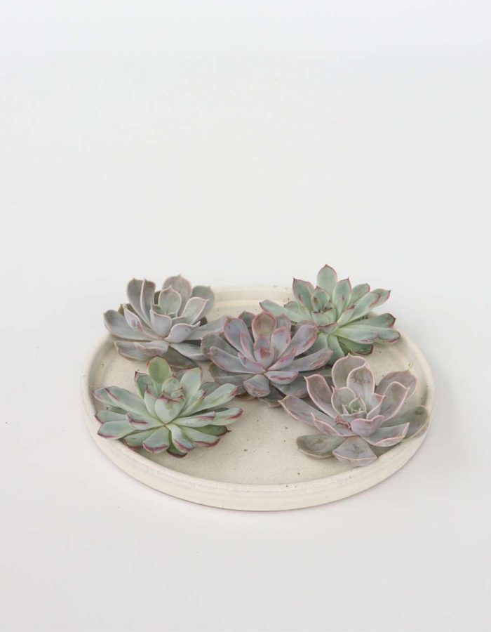 Echeveria Diy Mix 5