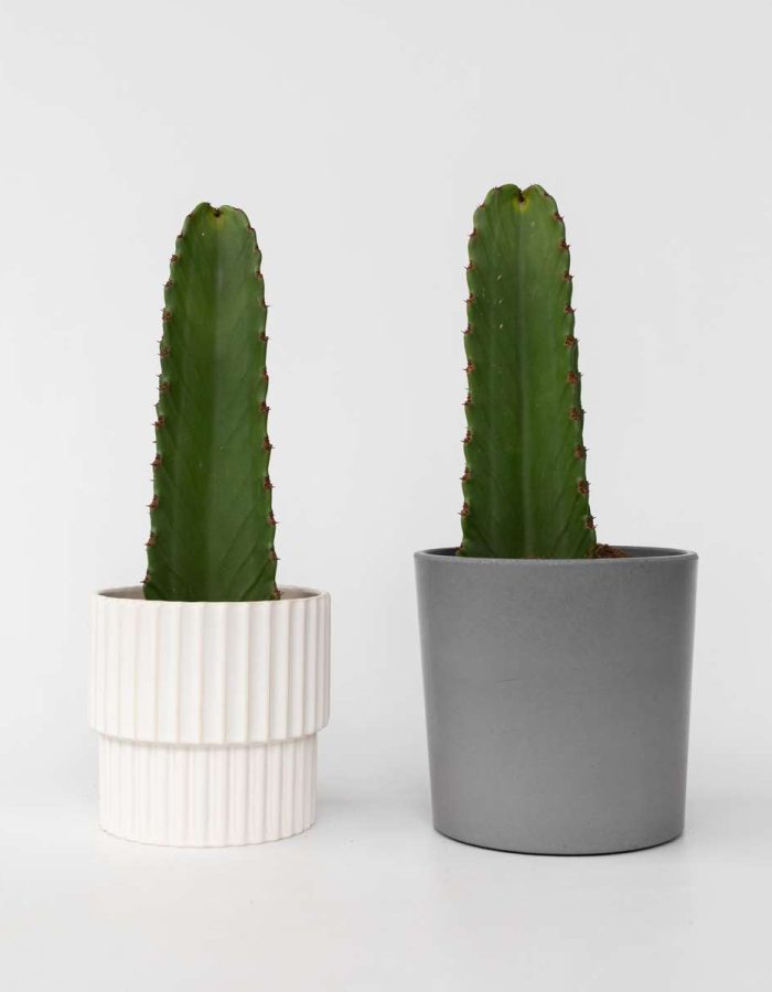 Euphorbia Ingens – Set Van 2 – Cowboycactus