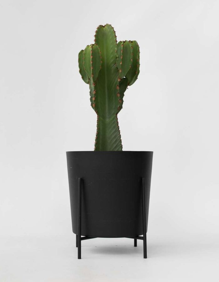 Euphorbia Ingens – Cowboycactus Xl
