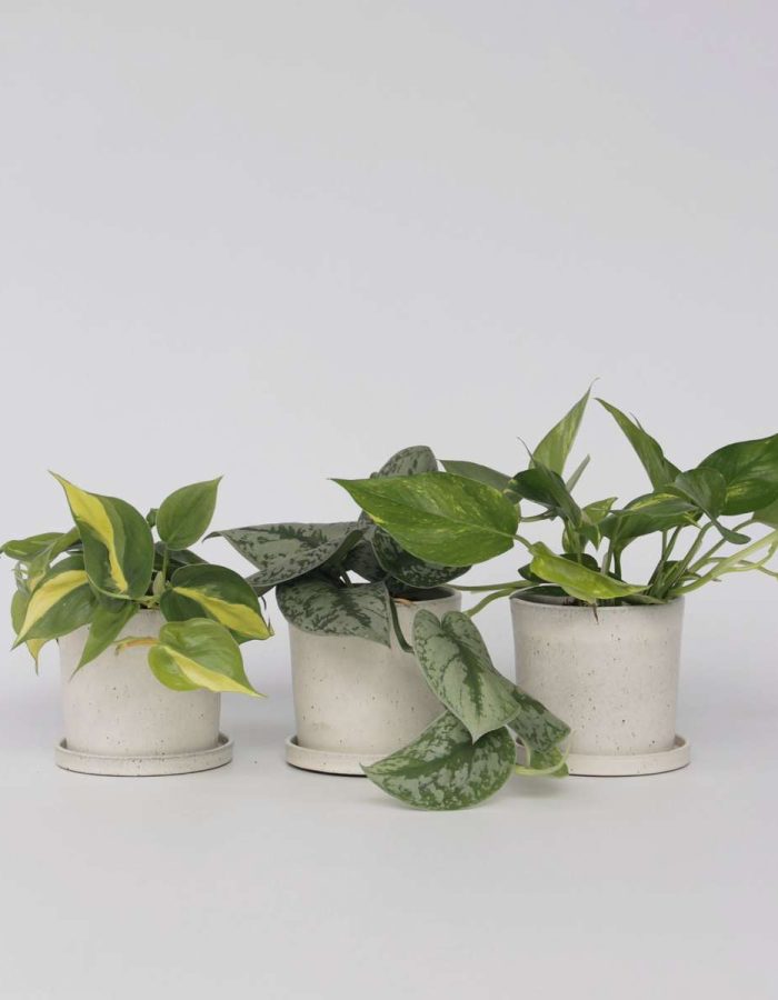 Mélange d’Epipremnum – Set de 3