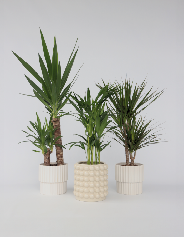 Palmiers d’intérieur Xl – Set de 3