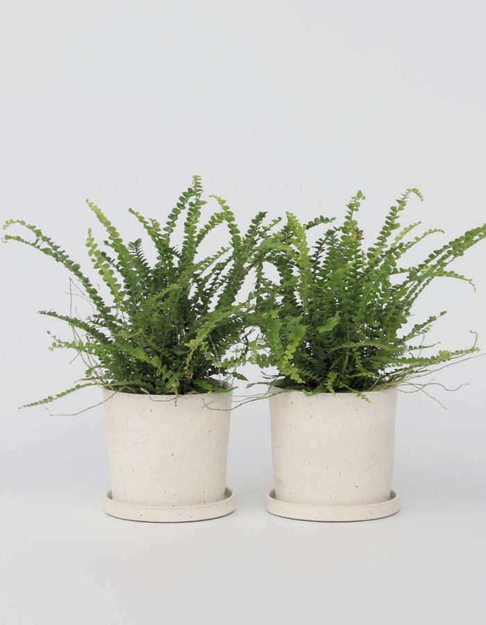 Nephrolepis Duffi – Krulvaren – Set Van 2