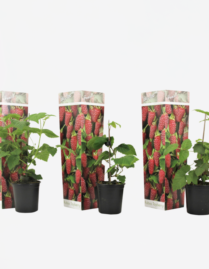 Rubus ‘Tayberry’ – Ensemble de 3 – Framboises