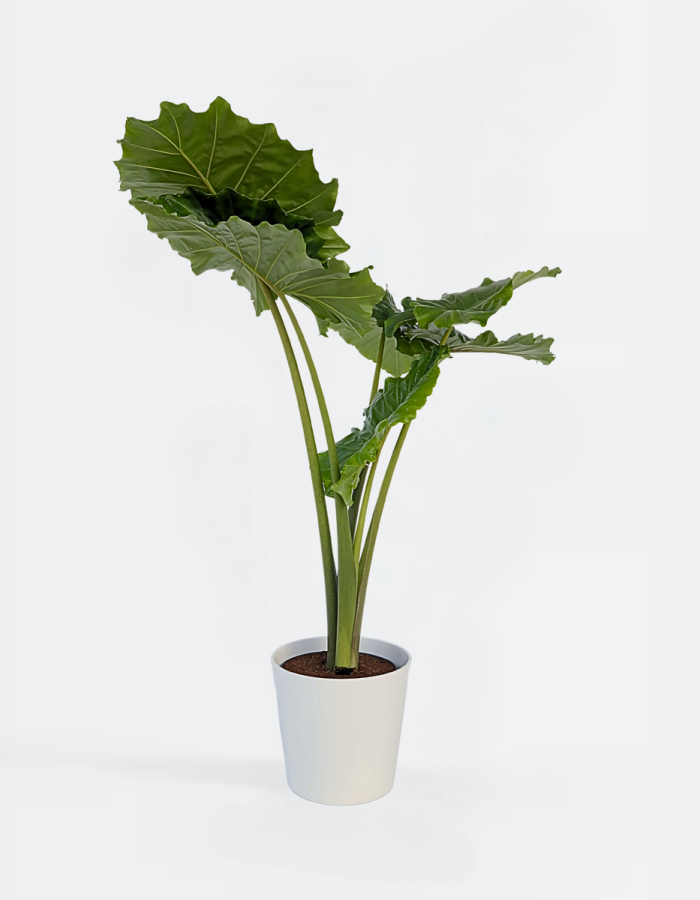 Alocasia ‘Portodora’  – Oreille d’éléphants