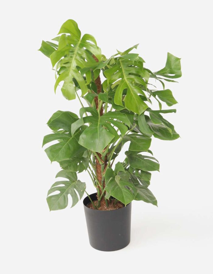 Monstera Deliciosa – Plante à trou