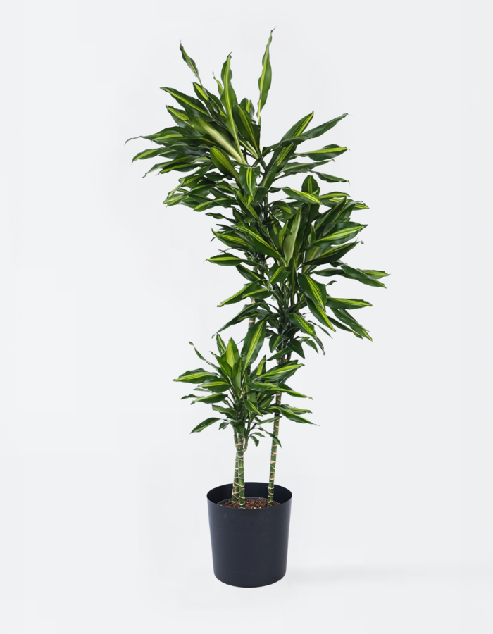 Dracaena Fragrans Cintho – Dragonnier