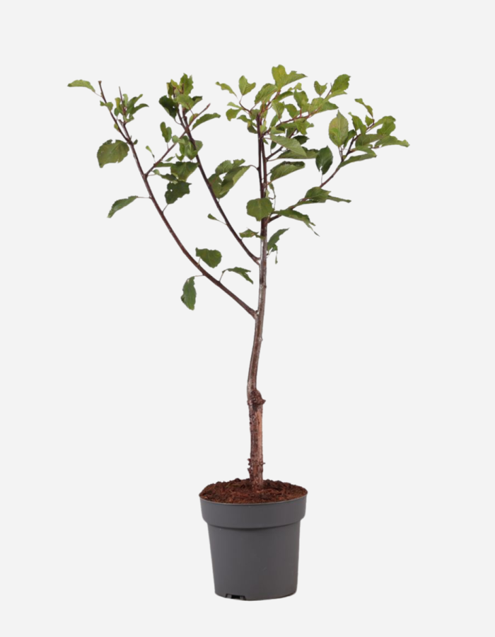 Prunus Domestica ‘Opal’ – Prunier