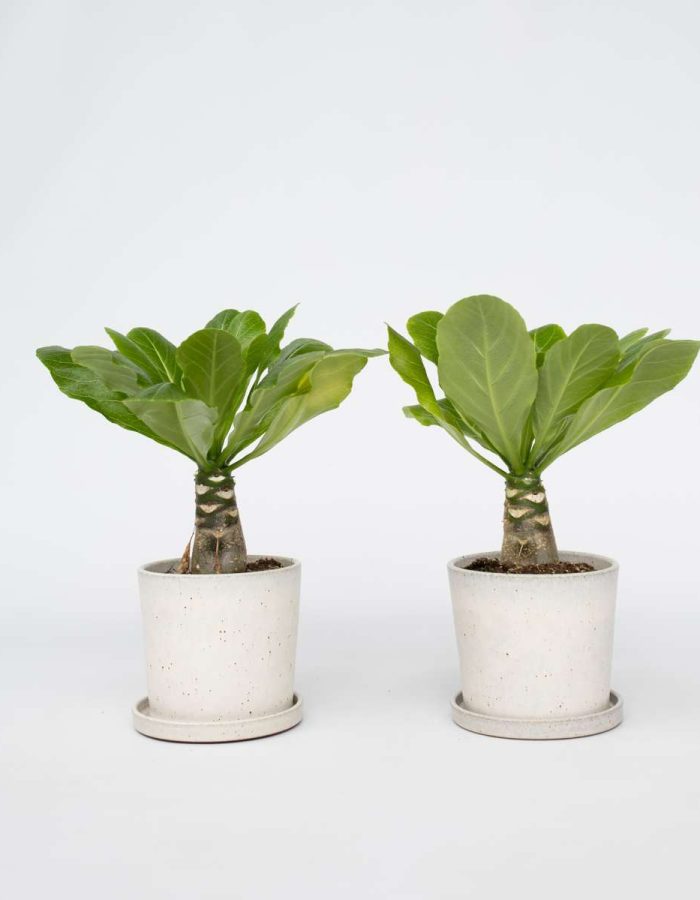 Brighamia Insignis ‘Hawaii’ – Set de 2