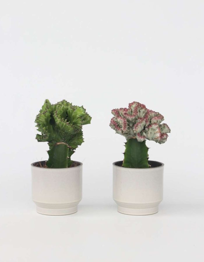 Euphorbia Lactea Cristata / Frankii – Mix Van 2