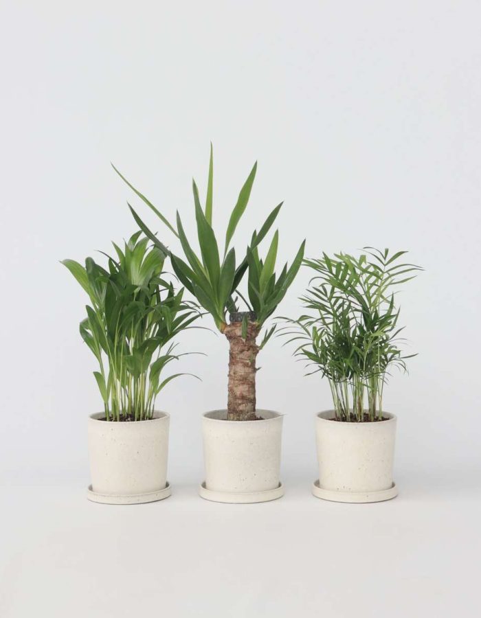 Mini-Palmiers – Set de 3