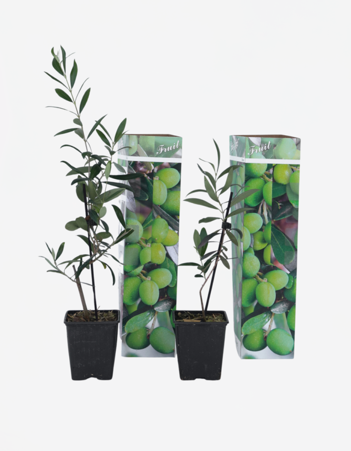 Olea Europaea – 2 Pièces – Olivier