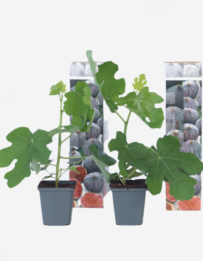 Figuiers – Set de 2