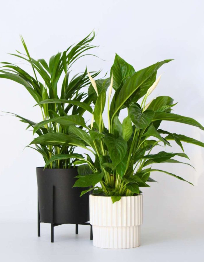Areca & Spathiphyllum – Mix de 2