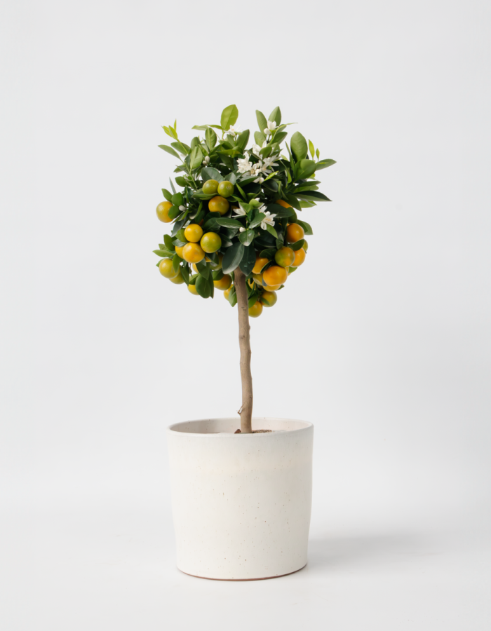 Citrus Calamondin – Agrume