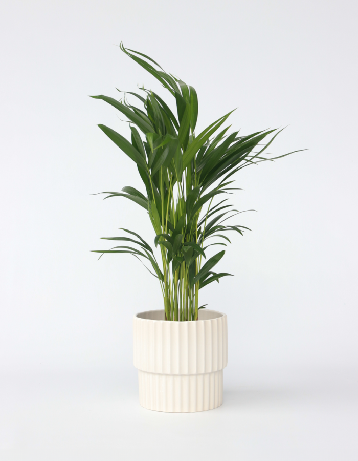 Dypsis Lutescens – Areca – Palmier 60-70cm