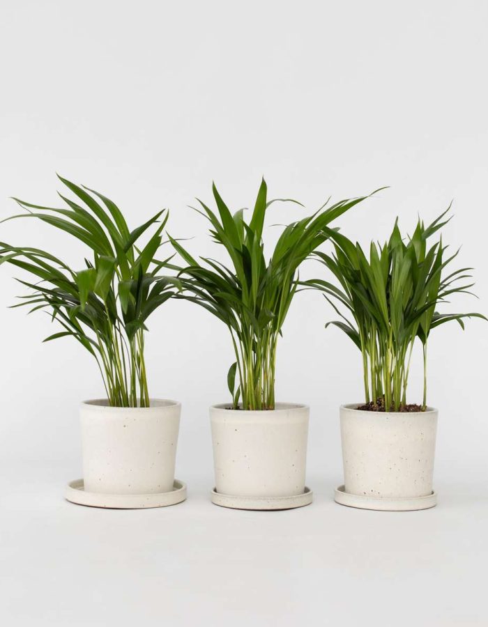 Dypsis Lutescens – Set Van 3 – Areca