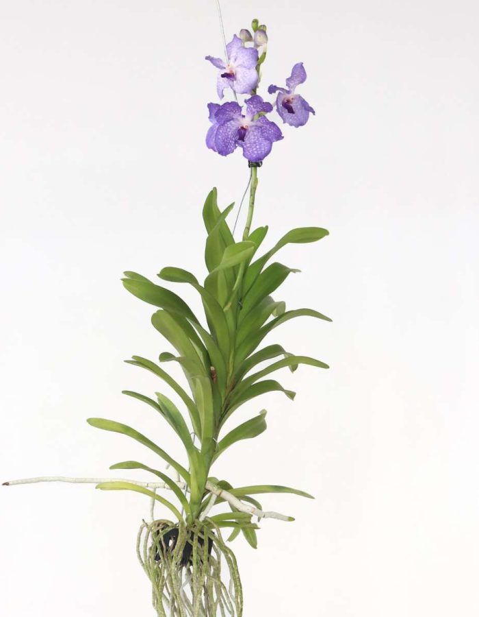 Vanda ‘New Blue’ – Orchidee – Blauw