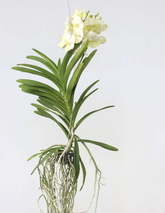 Vanda ‘Tayanee White’ – Blanc