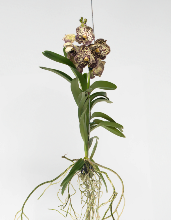 Vanda ‘Ocelot Mocha’ – Orchidee – Paars