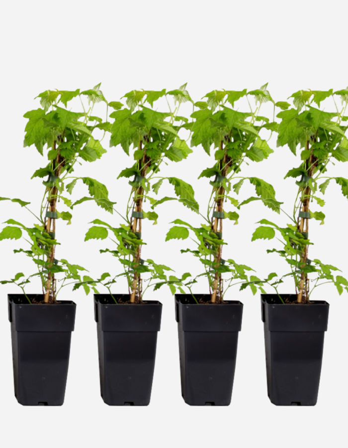 Rubus Idaeus ‘Malling Promise’ – Set de 4 – Framboises