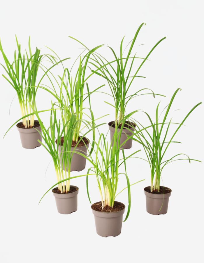 Tulbaghia ‘Knobikraut’ – Ail sauvage – Set de 6