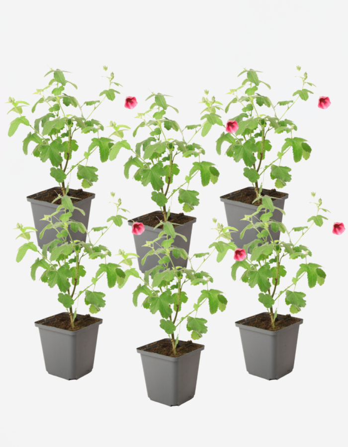 Anisodontea Capensis – Ciboulette – Set de 6 – Rose