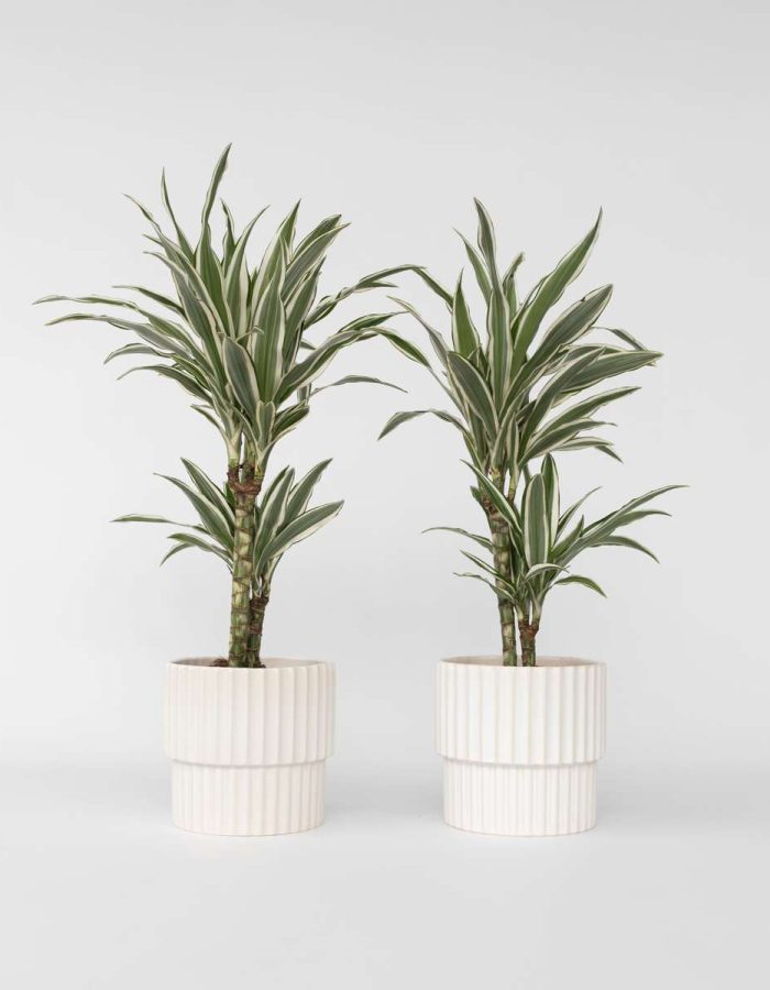 Dracaena Deremensis ‘Bande Blanche’ – Set de 2