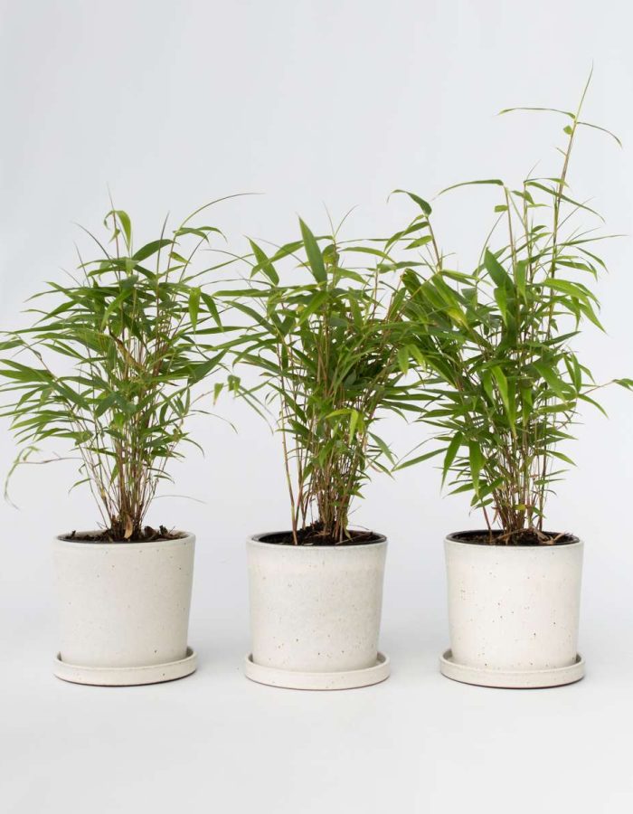 Fargesia Grex – Set de 6 – Bambou Bleu