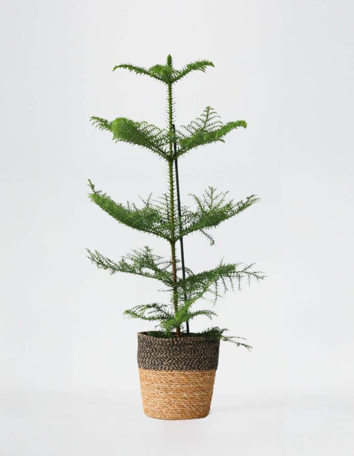 Araucaria Heterophylla – Inclusief Mand – Kamerden