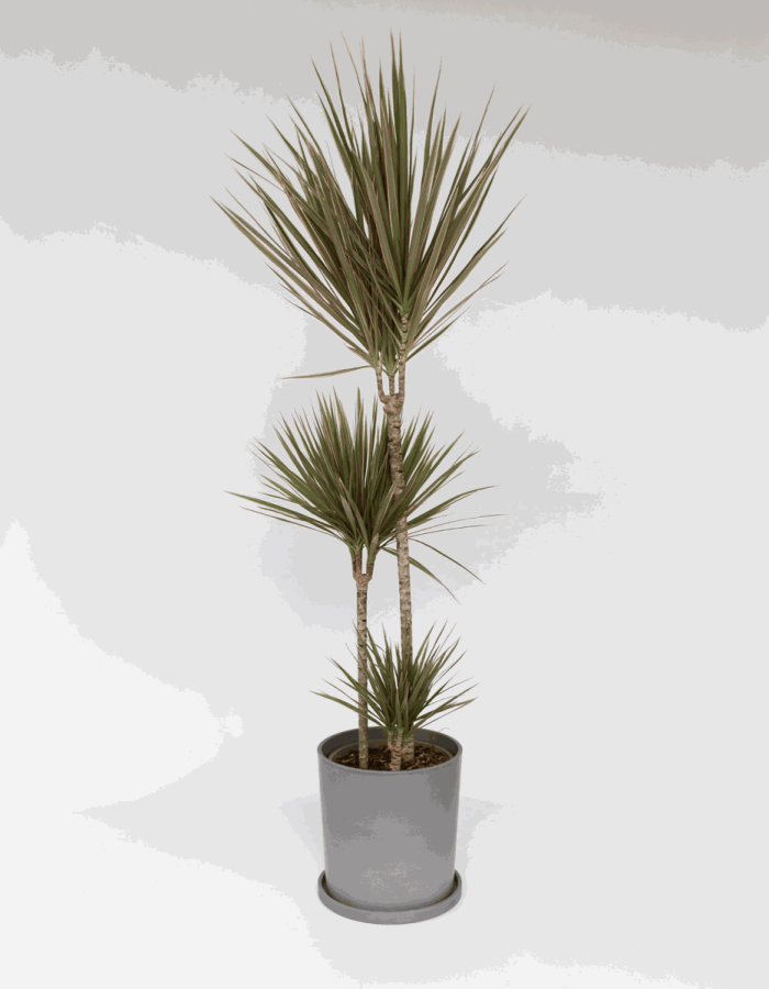 Dracaena Marginata Bicolor – Dragonnier