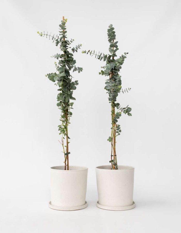 Eucalyptus Silver Dollar – Set de 2 – Eucalyptus