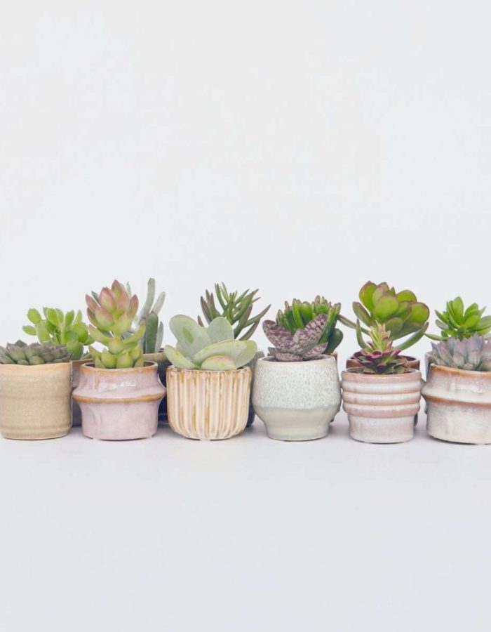 Mini-succulentes – Mix de 12