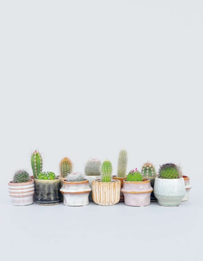 Mini-Cactussen – Mix Van 12 Stuks
