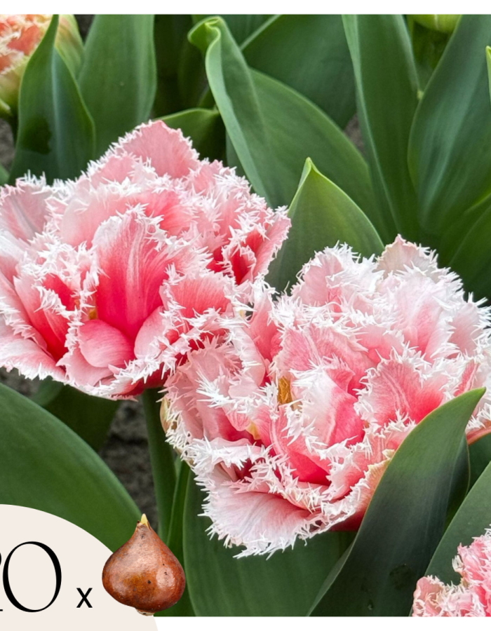 Tulipa ‘Queensland’ – Set de 20 – rose et blanc