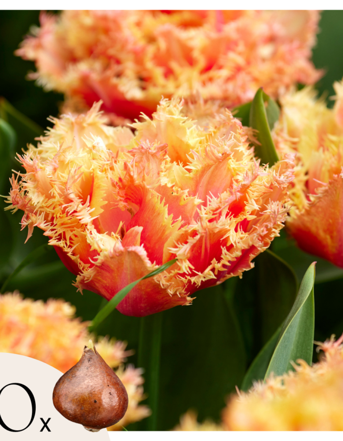 Tulipe ‘Brisbane’ – Set de 20 – Rose