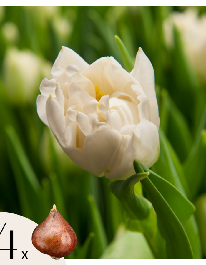 Tulipe ‘Northcap’ – Set de 14 bulbes blanc