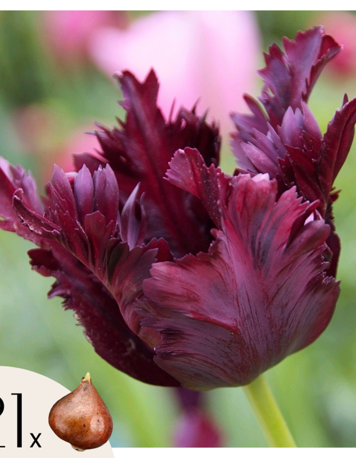 Tulipe ‘Black Parrot’ – Set de 21 bulbes