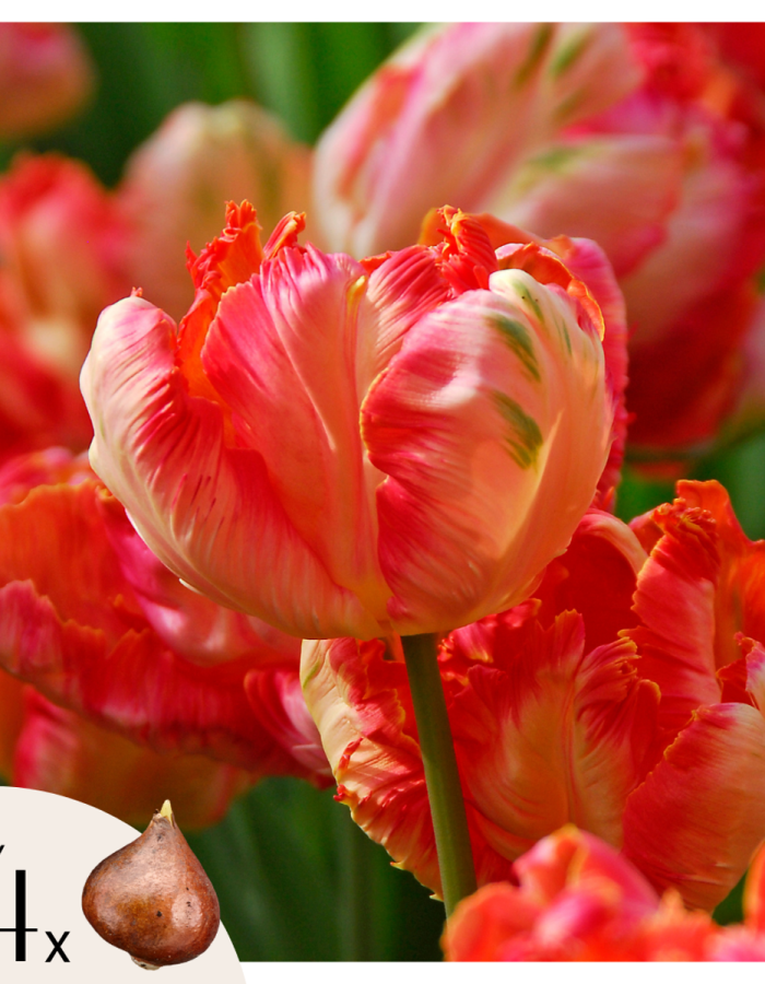 Tulipe ‘Abricot Parrot’ –  Set de 14 bulbes