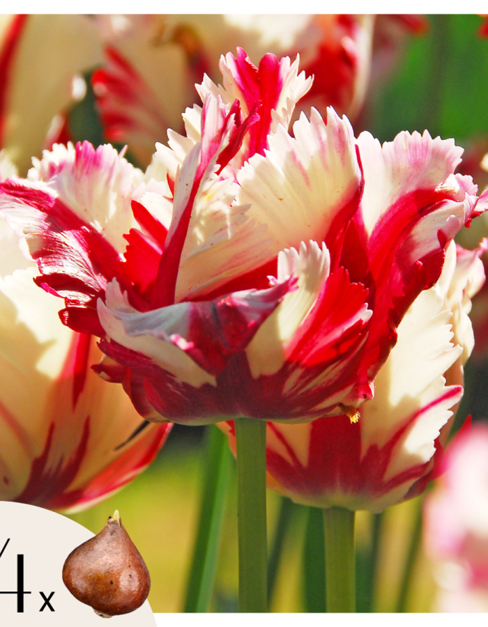 Tulipe ‘Estella’ – Set de 14 bulbes