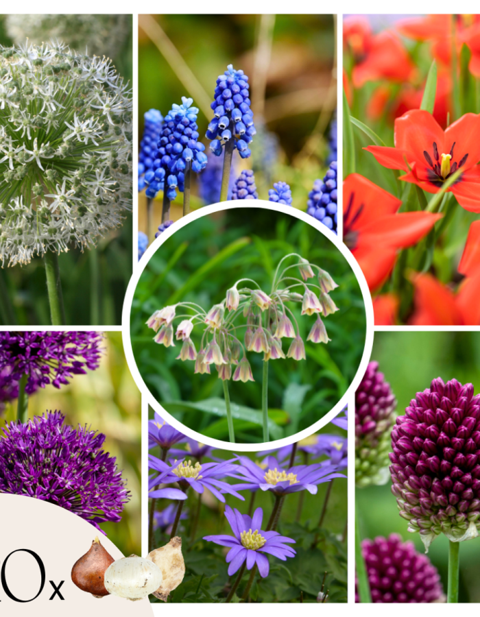 Mix de bulbes pour jardin Set de 120