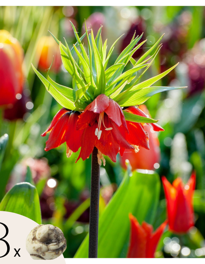 Fritillaria Rubra – Set de 3 –