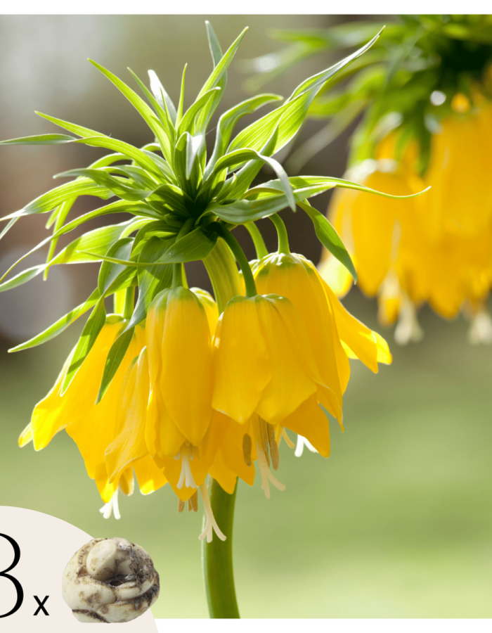 Fritillaria Lutea ‘couronne impériale’ –  Set de 3
