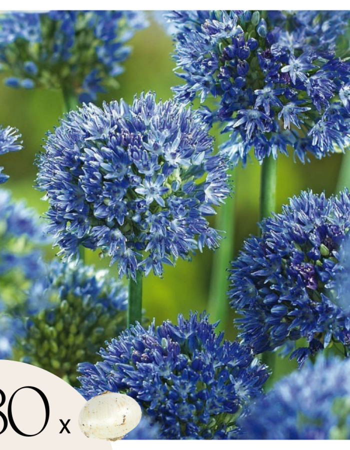 Allium Caeruleum – Set de 80 – SUPER OFFRE